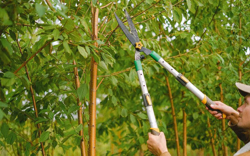 Tree trimming in Greenville, IL
